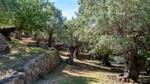 S&oacute;ller Mallorca Finca for sale garden BHHS-BAL-0177