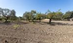 Finca para ampliar en venta entre Santa Maria y Alar&oacute; , Mallorca