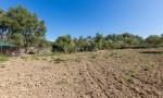 Finca para ampliar en venta entre Santa Maria y Alar&oacute; , Mallorca