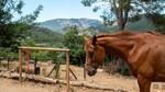 Bunyola, Majorque : propri&eacute;t&eacute; &agrave; vendre avec &eacute;curies BHHS-BAL-1157