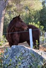 copia caballo