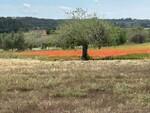 Building plot with approved project for sale in Montu&iuml;ri Mallorca BHHS-BAL-1207