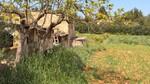 Rustic plot with project for sale in Llub&iacute;, Mallorca BHHS-BAL-1211