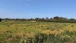 Rustic plot with project for sale in Llub&iacute;, Mallorca BHHS-BAL-1211