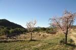 country-side-living-alicante